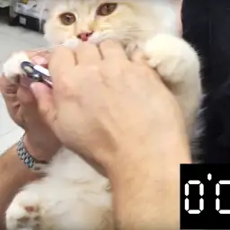 果たして1分でネコちゃんの爪切りはできるのか！？