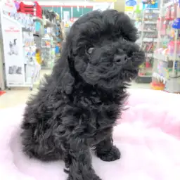 トイ・プードル