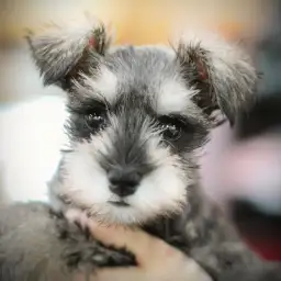 ミニチュア・シュナウザー