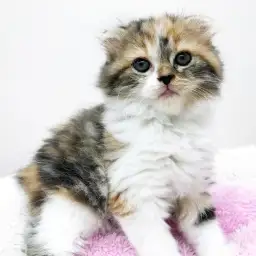 スコティッシュフォールド