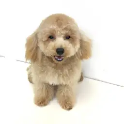 トイ・プードル