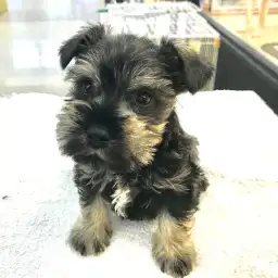 ミニチュア・シュナウザー