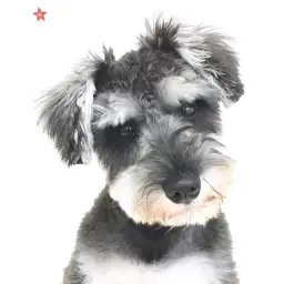 ミニチュア・シュナウザー