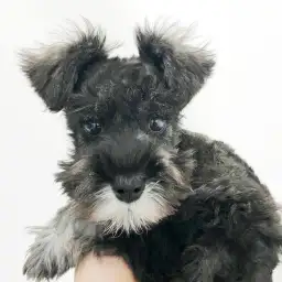 ミニチュア・シュナウザー