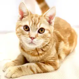 アメリカンショートヘア