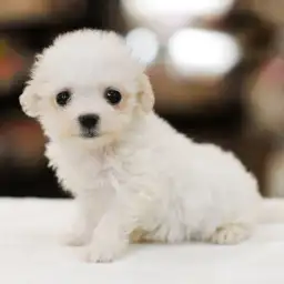 ビションフリーゼ