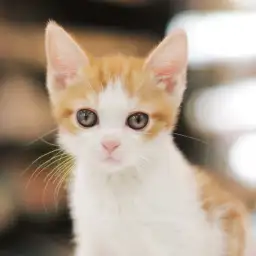 スコティッシュフォールド