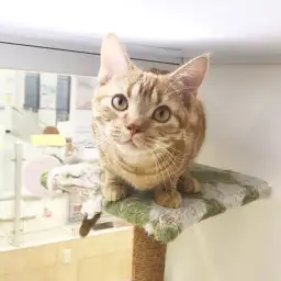 アメリカンショートヘア