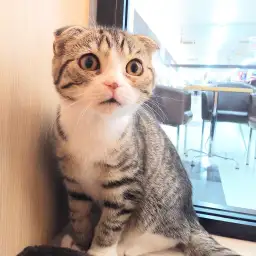 スコティッシュフォールド