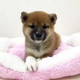 柴犬