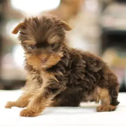 ヨークシャーテリア