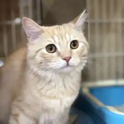 スコティッシュフォールド