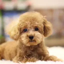 トイ・プードル