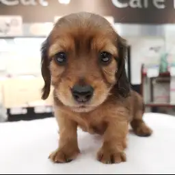 ミニチュア・ダックスフント