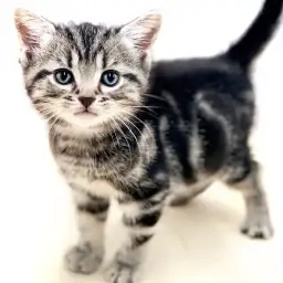 アメリカンショートヘア