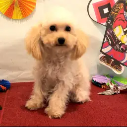 トイ・プードル