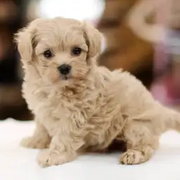 MIX（マルチーズ×トイプードル）