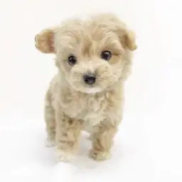 MIX（トイプードル×チワワ）