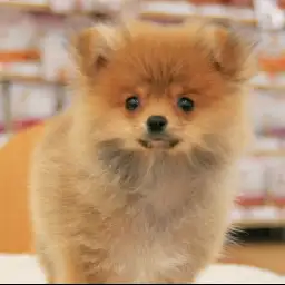 ポメラニアン