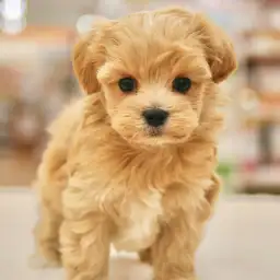 MIX（トイプードル×マルチーズ）