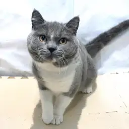 ブリティッシュショートヘア