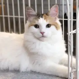 ノルウェージャンフォレストキャット