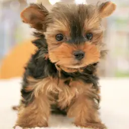 ヨークシャーテリア