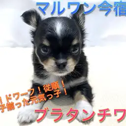 【 チワワ 】童顔！ドワーフ！従順！三拍子揃った元気っ子！