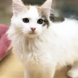 ノルウェージャンフォレストキャット