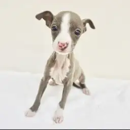 イタリアングレーハウンド