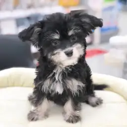 MIX（マルチーズ×チワワ）