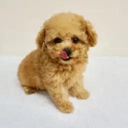 トイ・プードル