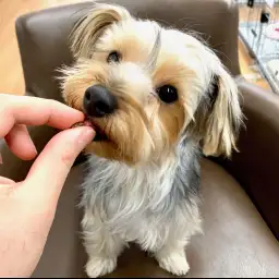 ヨークシャーテリア