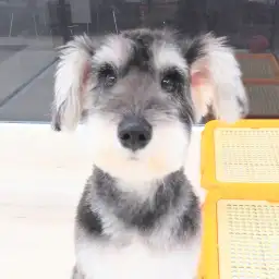 ミニチュア・シュナウザー