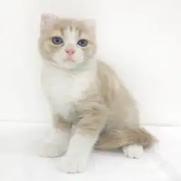 アメリカンカール