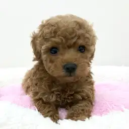 トイ・プードル