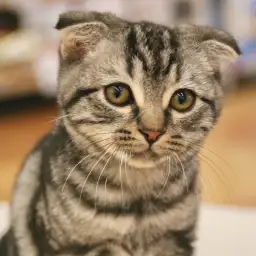 スコティッシュフォールド