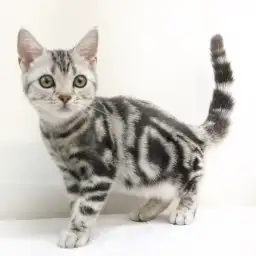 アメリカンショートヘア