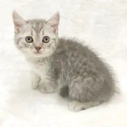 スコティッシュフォールド