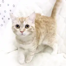 スコティッシュフォールド