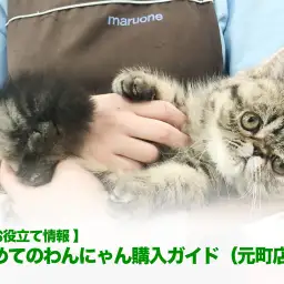 【 お役立て情報 】初めてのわんにゃん購入ガイド(元町店編)