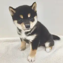 柴犬