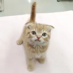 スコティッシュフォールド