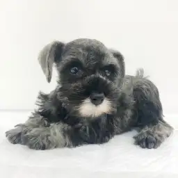 ミニチュア・シュナウザー