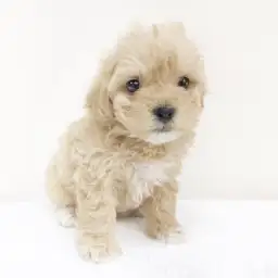 MIX（トイプードル×マルチーズ）