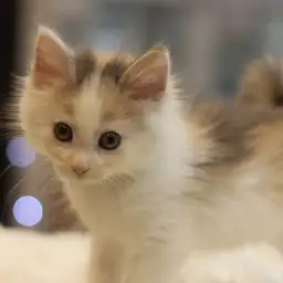 ノルウェージャンフォレストキャット