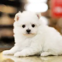 MIX（マルチーズ×ポメラニアン）