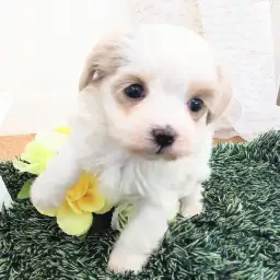 MIX（マルチーズ×チワワ）