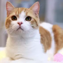 スコティッシュフォールド