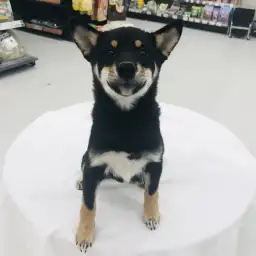 柴犬